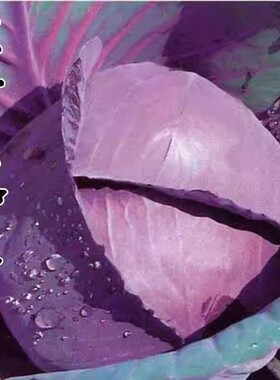 特色甘蓝种子紫珠甘蓝紫色卷心包心菜农家蔬菜阳台四季种菜易活籽