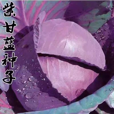 紫珠甘蓝紫色卷心高钙包心菜