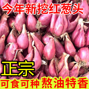 正宗红葱头香葱头干葱子火葱头种香新鲜小葱头广东农家自种小葱籽