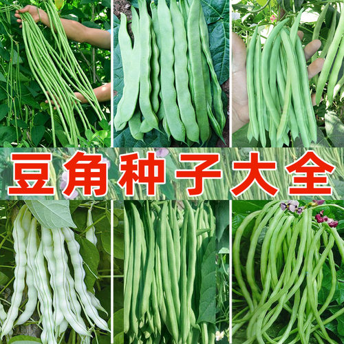 长豆角种子豇豆种籽春秋播种四季豆架豆眉豆芸豆无架豆地豆菜种籽