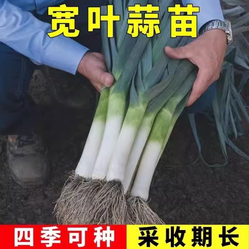 宽叶蒜苗种子植耐热耐寒蔬菜
