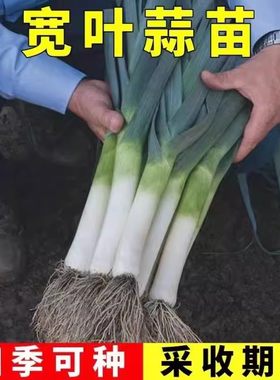 宽叶蒜苗种子植耐热耐寒蔬菜