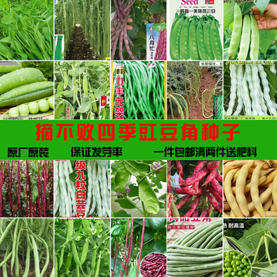 摘不败豇豆种子耐热家庭蔬菜孑