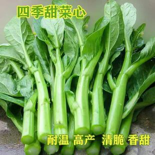四季 甜菜心种子油青菜芯菜苔芯种籽脆嫩清甜好吃阳台盆栽蔬菜种孑
