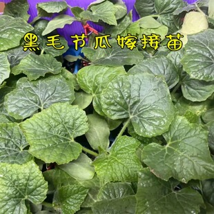 五号黑毛节瓜苗嫁接秧苗四季绿肉节瓜毛瓜种子迷你小冬瓜早熟高产