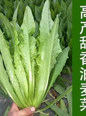 香甜油麦菜种清香无斑油麦菜籽四季播种盆栽庭院蔬菜籽高产种