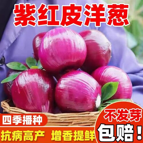 红皮洋葱种子耐寒易种高产种籽