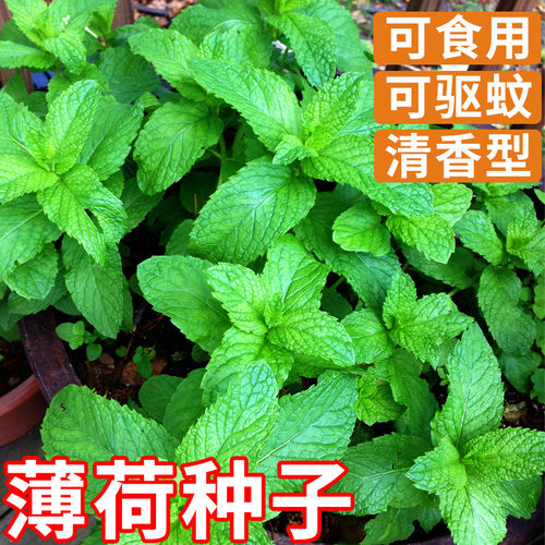 【可食用】薄荷苗正宗可吃用薄荷叶苗驱蚊草花卉室内物薄荷叶新鲜