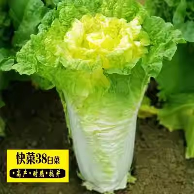 四季播种38天新快菜大白菜种子