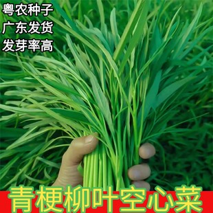 四季柳叶空心菜种子青梗空心菜籽通菜种籽通心菜蕹菜春季蔬菜种孑