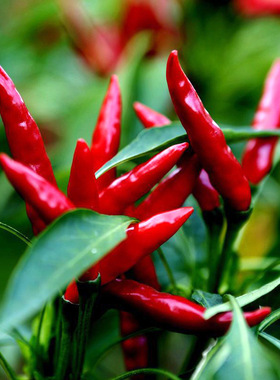 朝天椒种籽红色小米尖椒辣椒种子农家菜园阳台盆栽蔬菜种孑菜种籽