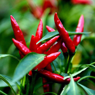 朝天椒种籽红色小米尖椒辣椒种子农家菜园阳台盆栽蔬菜种孑菜种籽