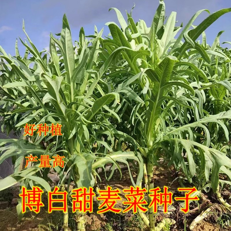 油麦菜种子大全阳台家庭种菜