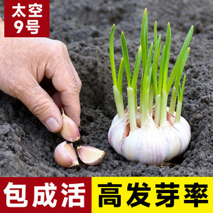 大蒜种子老品种种籽蒜苔蒜头蒜种蒜苗蔬菜红皮紫皮山东干蒜大蒜头