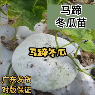 农家对版春夏季节种植马蹄冬瓜苗粗壮带土广东直发阳台庭院可种植