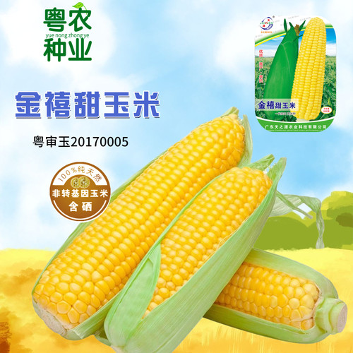 四季当季超甜高产玉米种子
