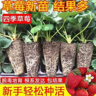 四季草莓苗盆栽好养红颜奶油草莓苗带土穴盘果苗秧大原土原盆带果