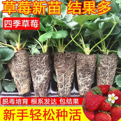 四季草莓苗盆栽好养原土原盆带果