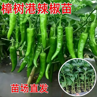 湖南正宗樟树港辣椒树苗秧苗香辣朝天椒幼苗四季阳台盆栽庭院种植