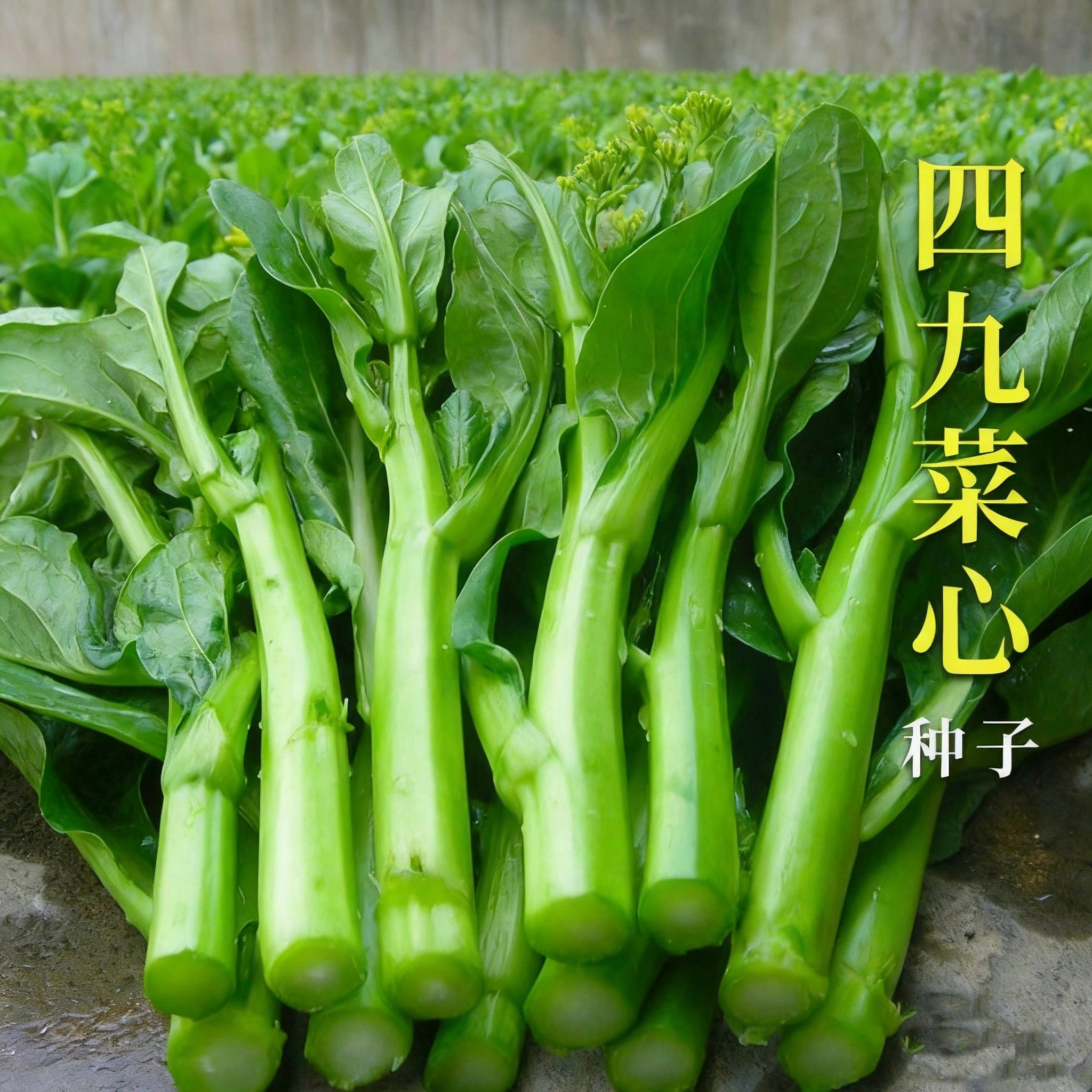 四季甜菜心种子抗热耐湿青菜春秋四季播农家四九菜心阳台快菜种籽,鲜花速递/花卉仿真/绿植园艺,家庭园艺种子,淘宝优惠券,粉丝福利购,淘宝优惠卷