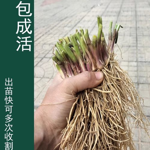 韭菜根苗现挖宽叶紫根韭菜