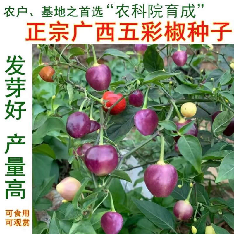 广西五彩椒泡椒种子正宗对版