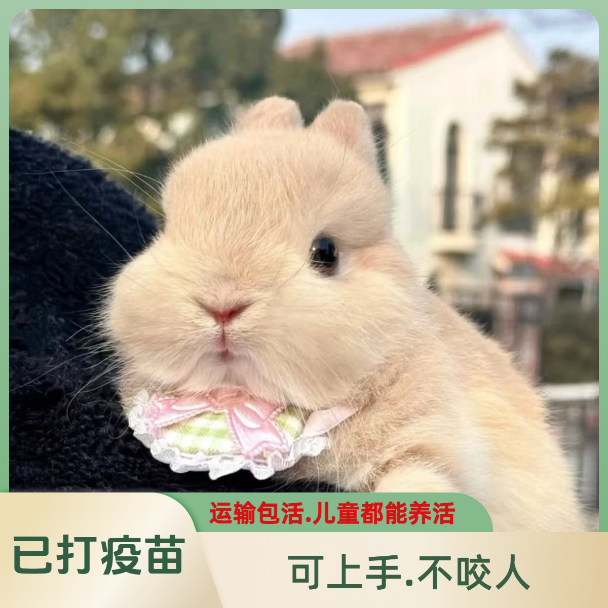 小兔子活物侏儒兔长不大迷你小型公主荷兰垂耳兔茶杯兔家养宠物兔