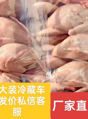 新鲜冷冻放血大号鹌鹑100只商用