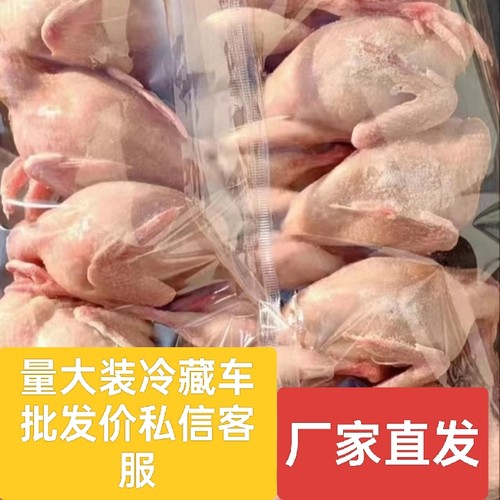新鲜冷冻放血大号鹌鹑100只商用