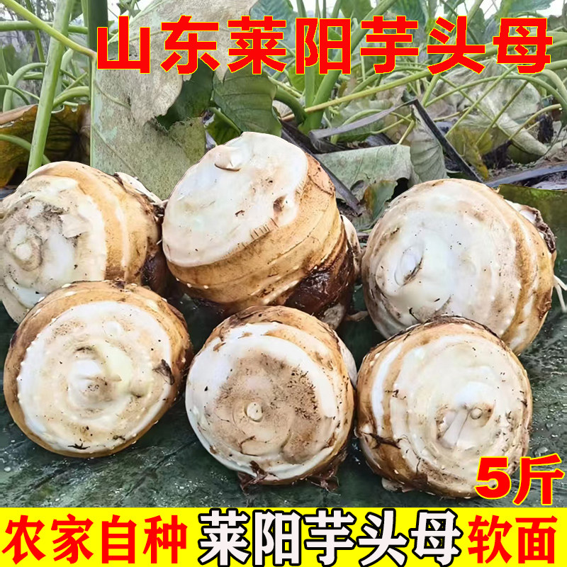 山东莱阳5斤正宗新鲜现挖芋头母