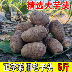 山东莱阳毛芋头老品种大芋头精选新鲜现挖芋头粘糯面5斤当季芋艿