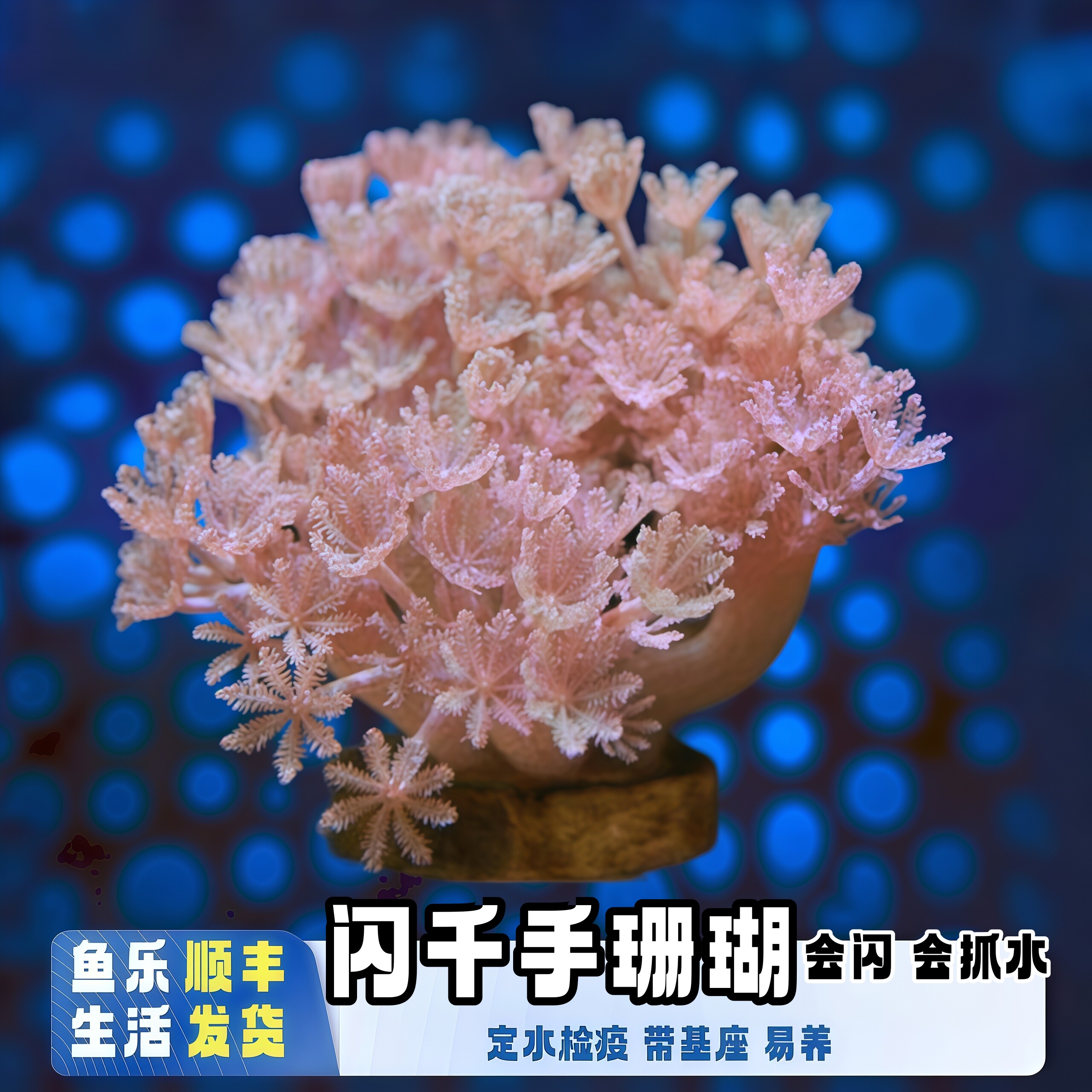 鱼乐生活闪千手珊瑚开合花伞海水
