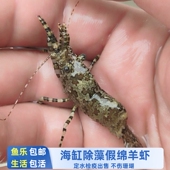 假绵羊虾海缸观赏虾除藻虾生物除藻利器定水出售活体 鱼乐生活