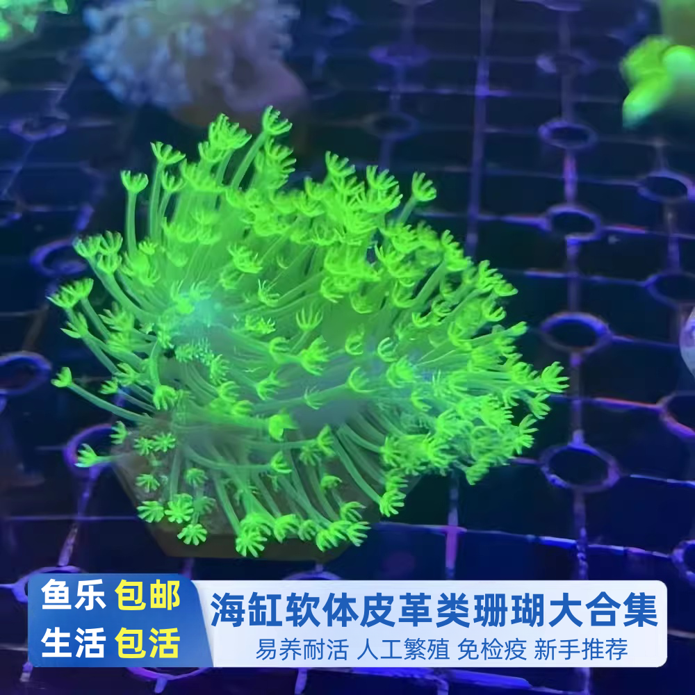 鱼乐生活皮革珊瑚海水缸新手软体
