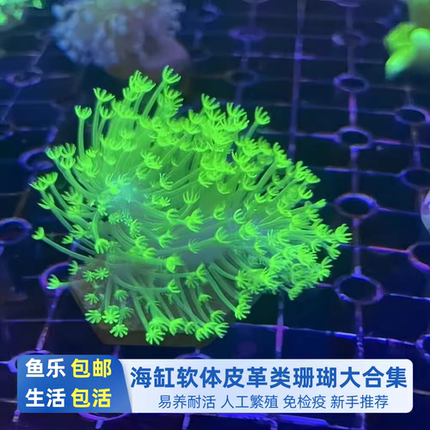 皮革珊瑚活体荧光笔圣诞树花环新手入门易养繁殖快海水缸造景包活