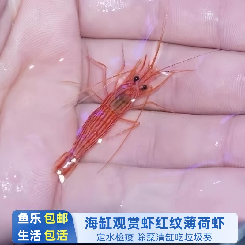 红纹薄荷虾活体除藻除虫不伤珊瑚