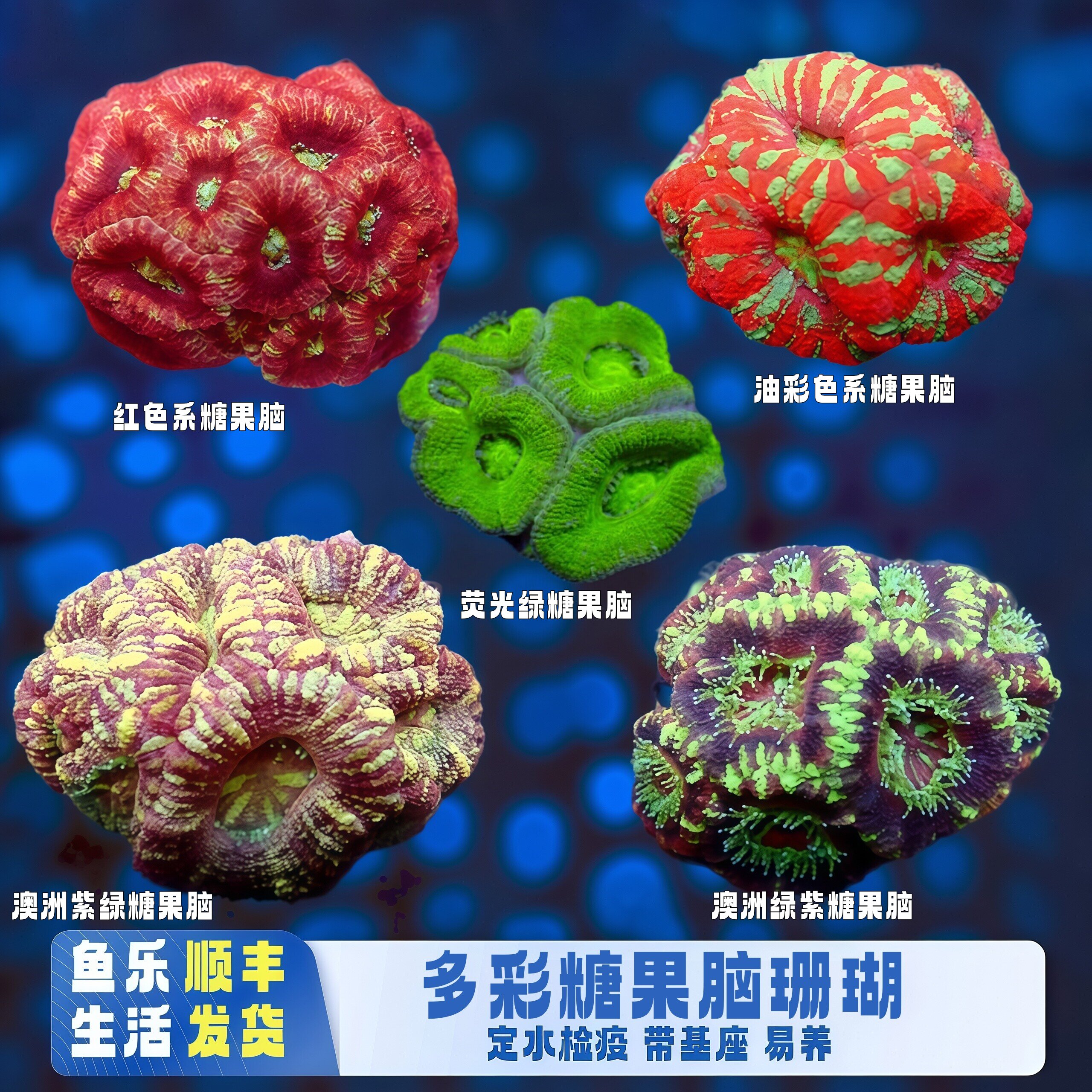 鱼乐生活澳洲糖果脑珊瑚易养