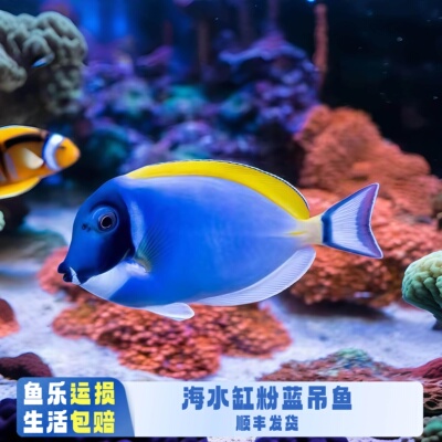 【鱼乐生活】粉蓝吊海水鱼观赏鱼新手厦门本地渔场定水检疫活体