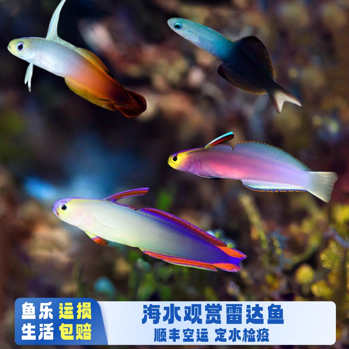 【鱼乐生活】雷达海水鱼观赏鱼新手厦门本地渔场定水检疫活体