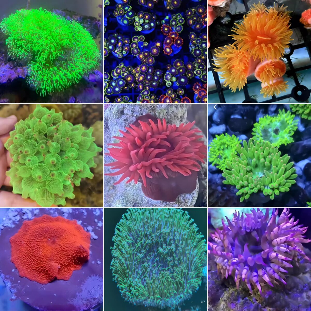 鱼乐生活海水缸珊瑚新手活体套餐