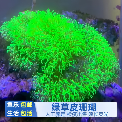 荧光绿草皮珊瑚澳洲长须日本北海人工软体海水缸活体新手耐养造景
