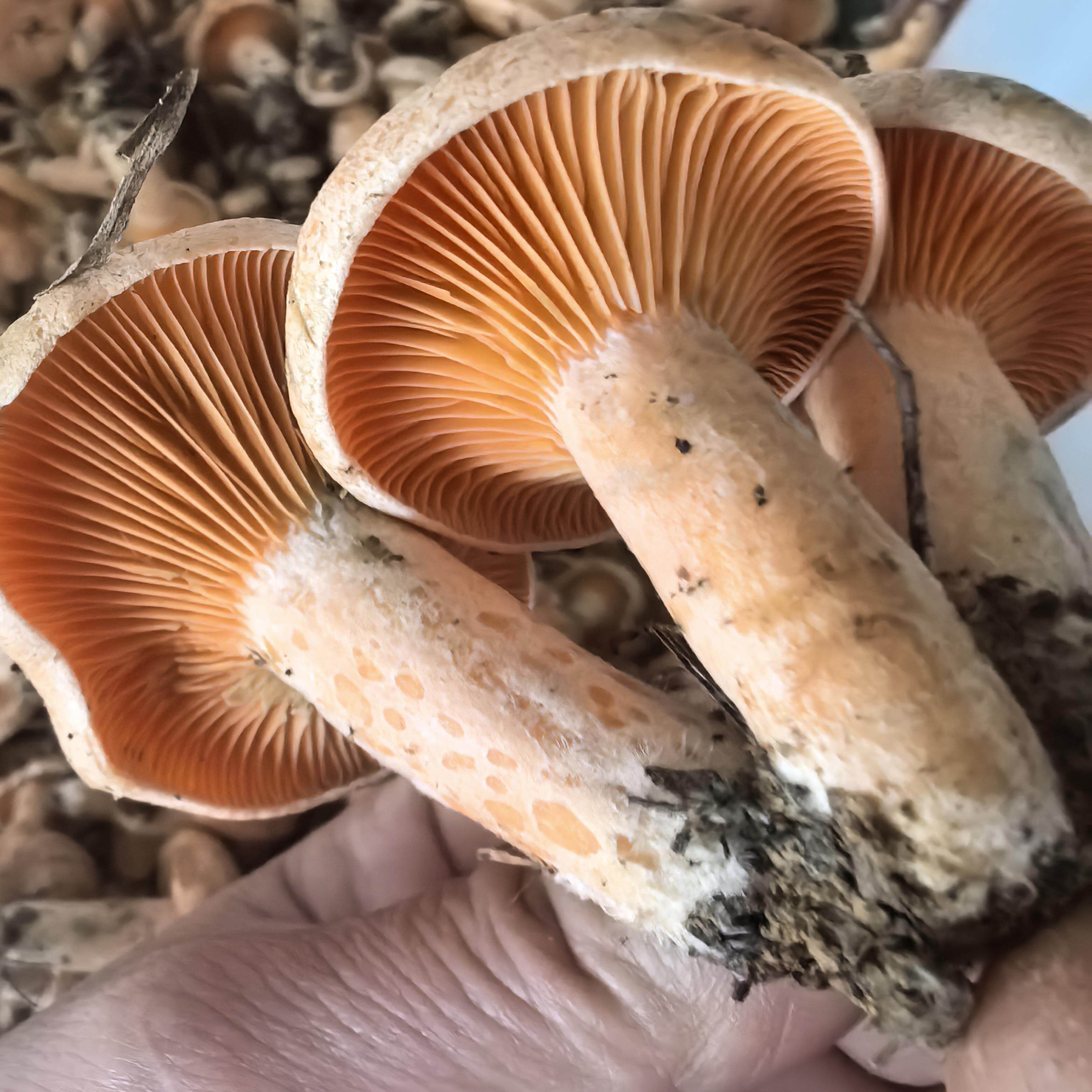 2024新鲜野生黄枞树菌谷熟菌新鲜松茸/菌菇