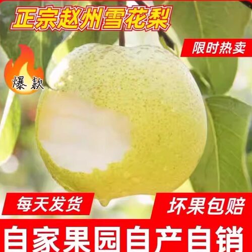 特级雪花梨现摘水果新鲜梨子水果