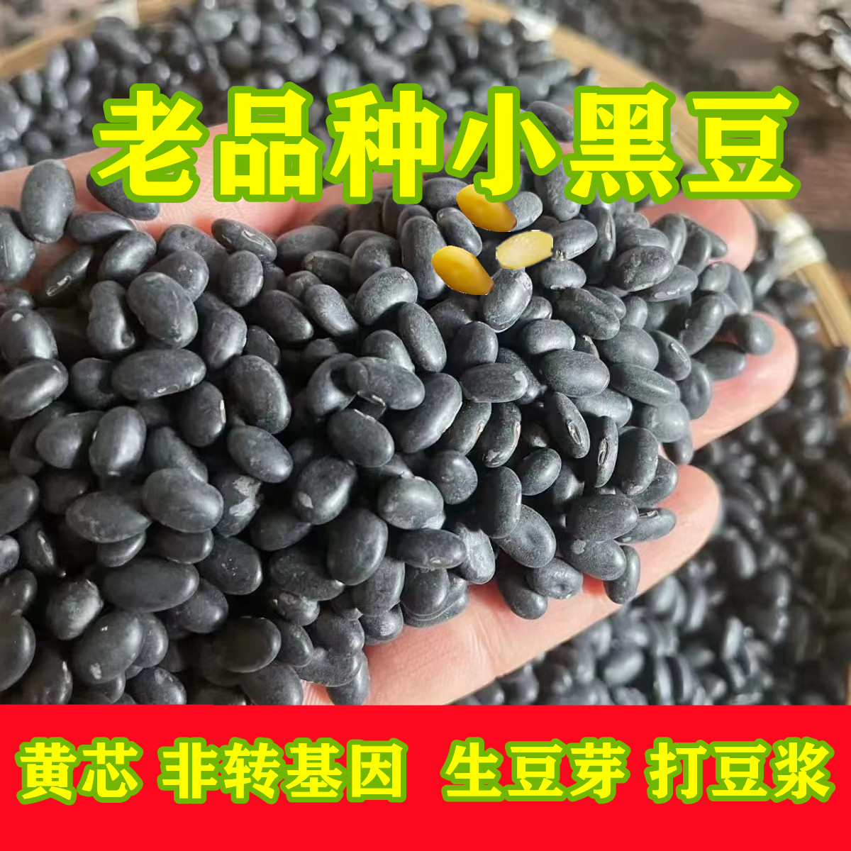 肾形非转基因小黑豆老品种