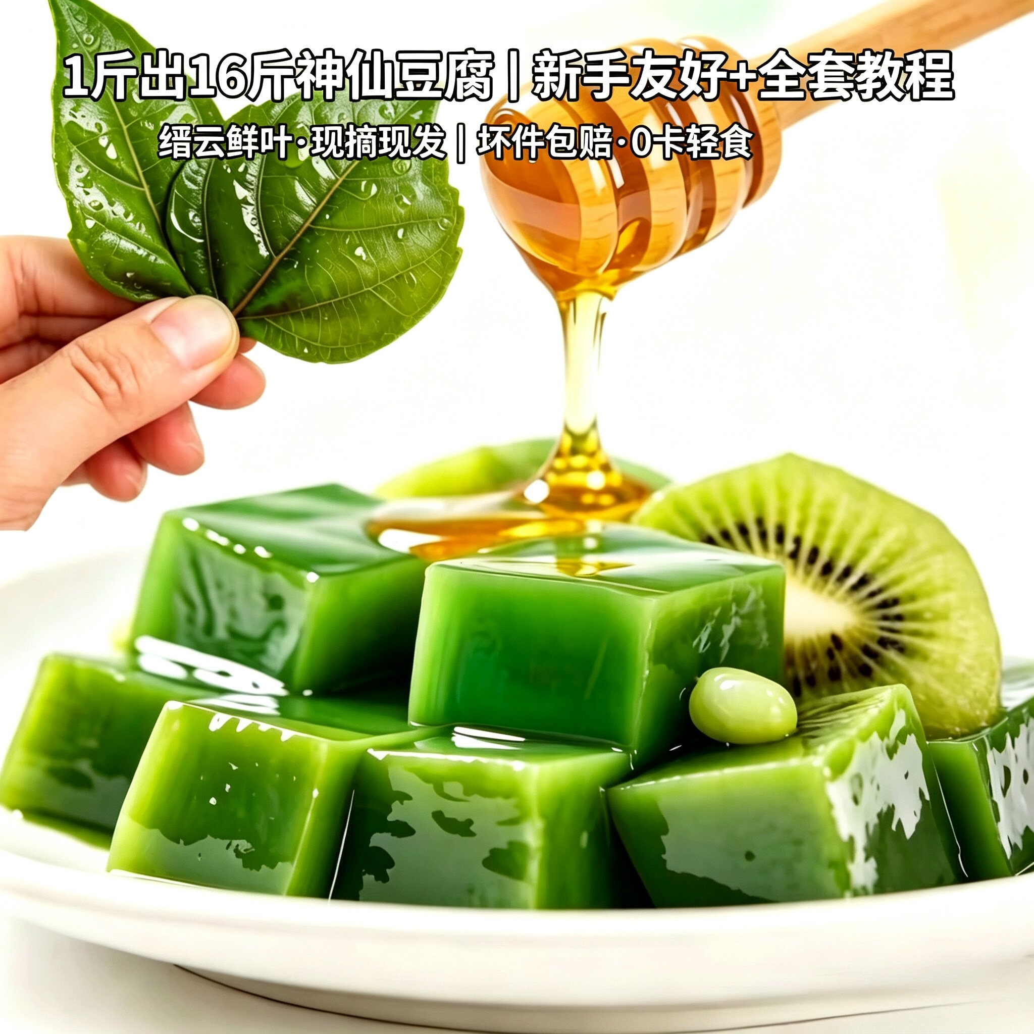 神仙豆腐草臭黄荆叶凉粉树青草柴苗观音绿斑鸠仙人山子清凉低新鲜