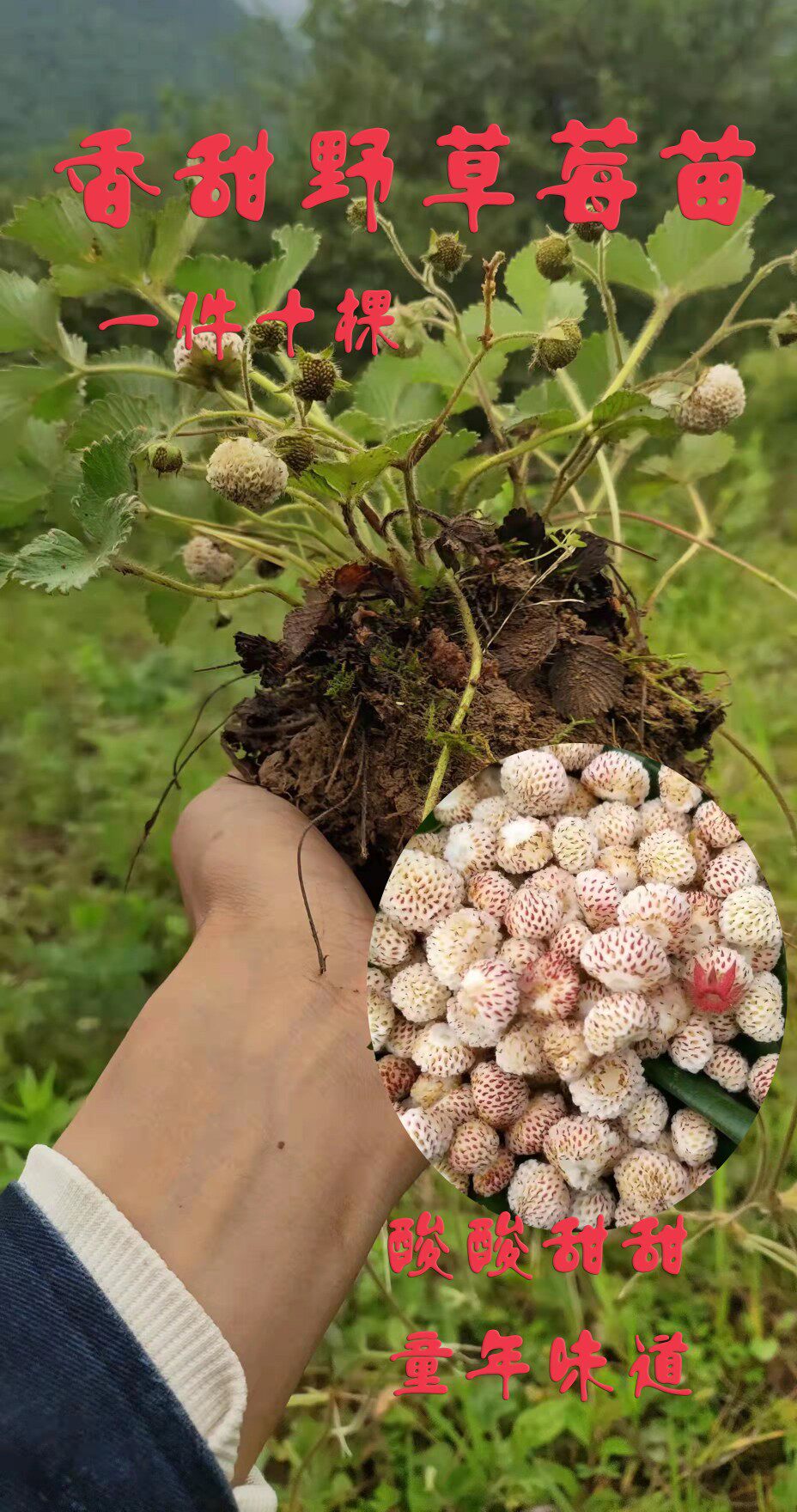 野生草莓苗 地泡儿苗  黄毛菠萝味  小时候的味道儿时的记忆 盆栽