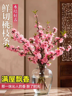 桃花鲜枝桃花枝遇水开花东南桃木枝水培鲜花搬家转运干枝桃树摆件