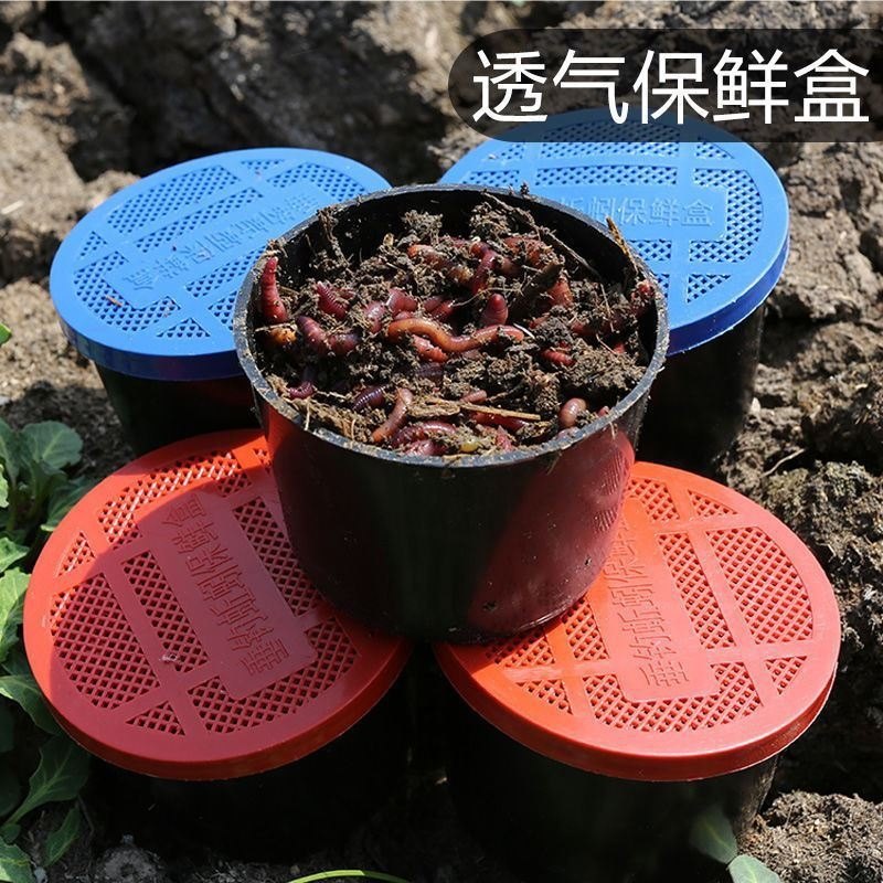 蚯蚓鲜活饵盒装大号冬季垂钓鲫鲤鱼蛋白红虫种苗喂养鱼食放生打窝