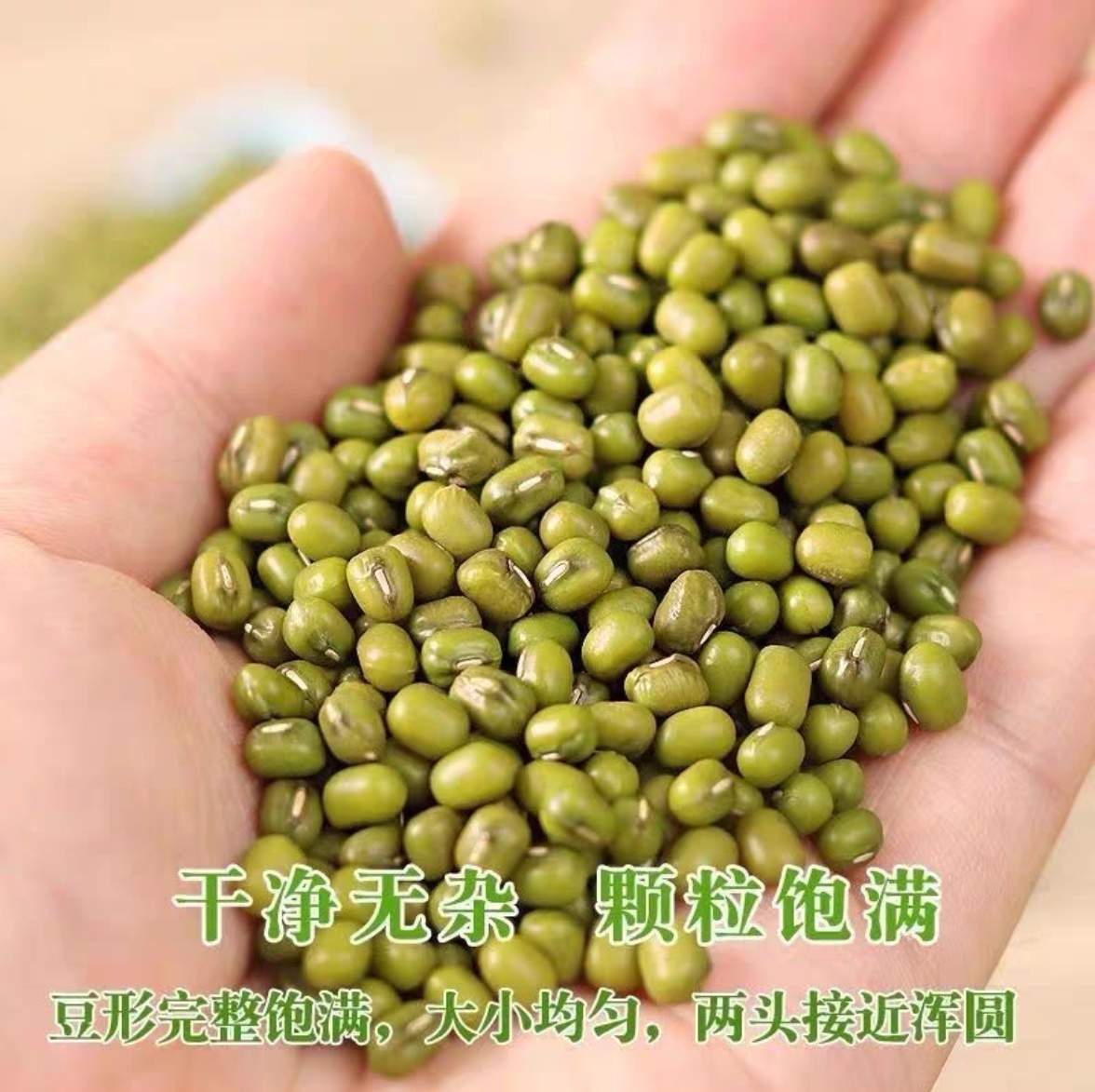 东北绿豆新货农家自产可发芽杂粮绿豆汤易出沙豆芽商贸水培专用