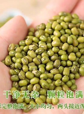 东北绿豆新货农家自产可发芽杂粮绿豆汤易出沙豆芽商贸水培专用